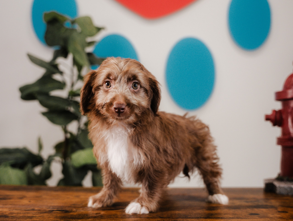 Cute Mini Australian Shepherd X Poodle Mix Poodle Mix Puppy