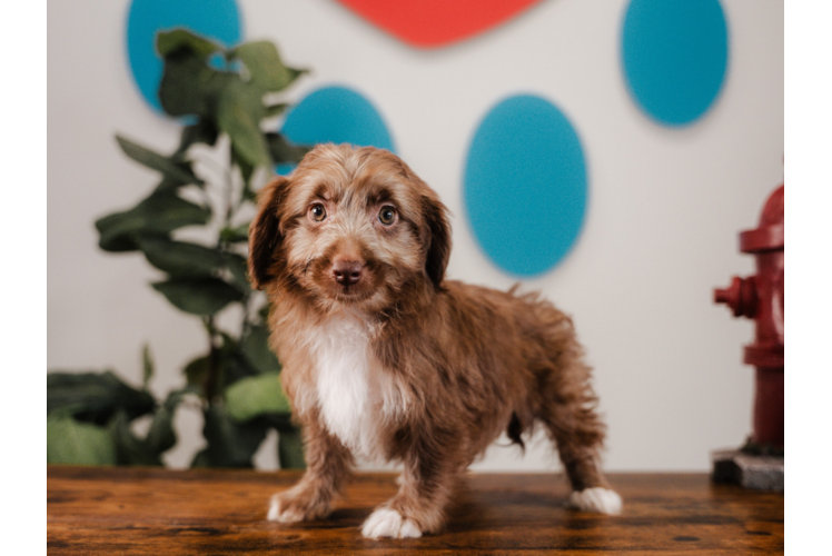Cute Mini Australian Shepherd X Poodle Mix Poodle Mix Puppy