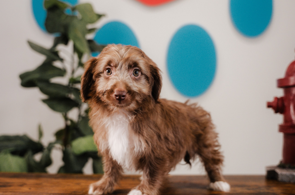 10 week old Mini Aussiedoodle Puppy For Sale - Puppy Love PR