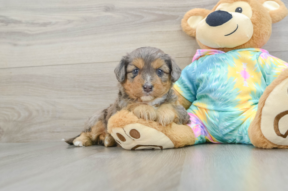 5 week old Mini Aussiedoodle Puppy For Sale - Puppy Love PR