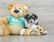 8 week old Mini Aussiedoodle Puppy For Sale - Puppy Love PR
