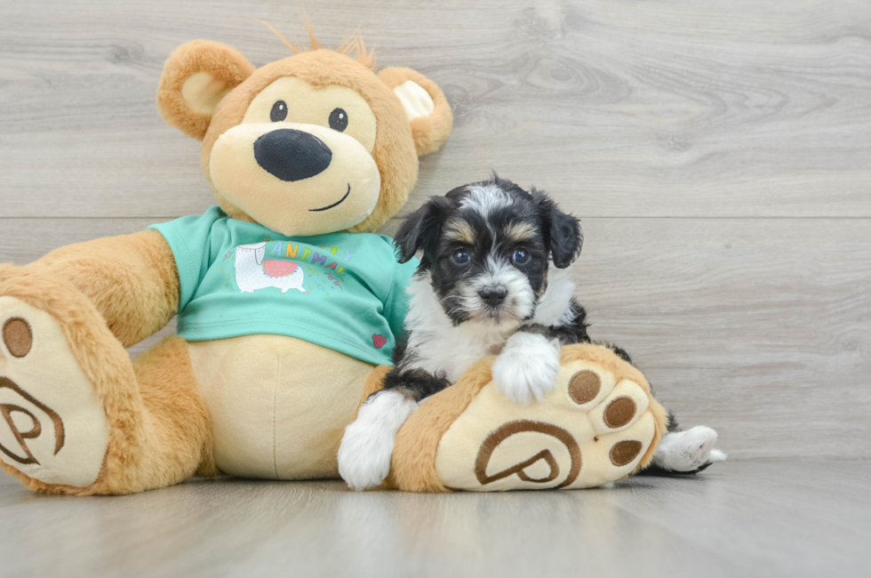 5 week old Mini Aussiedoodle Puppy For Sale - Puppy Love PR