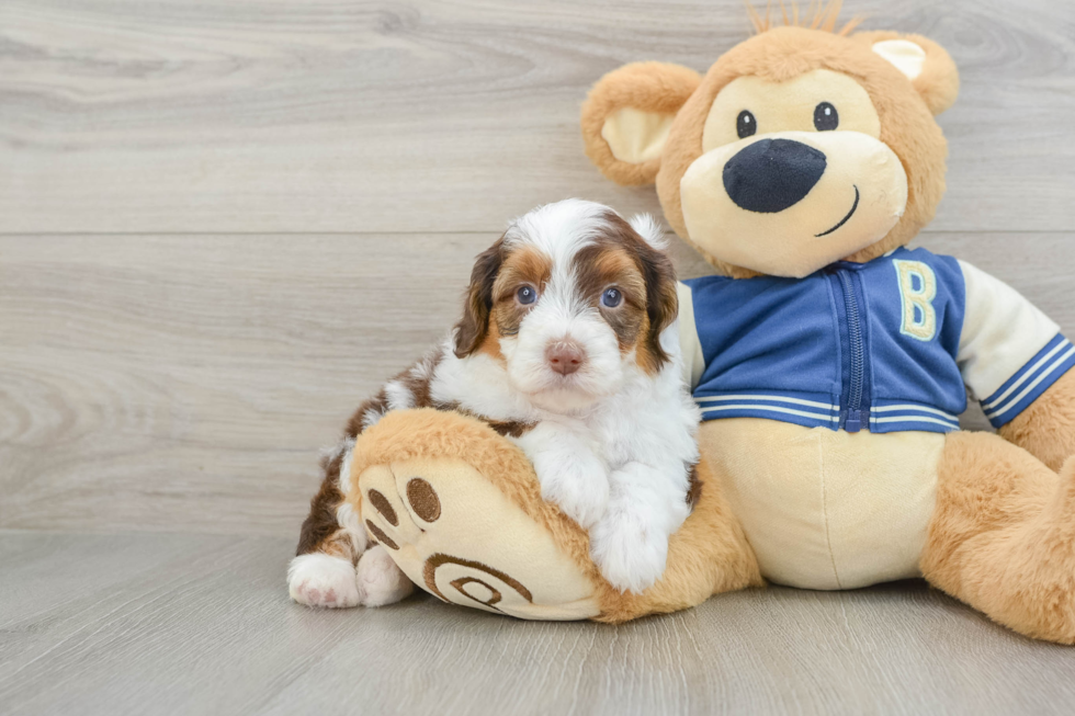 Smart Mini Aussiedoodle Poodle Mix Pup