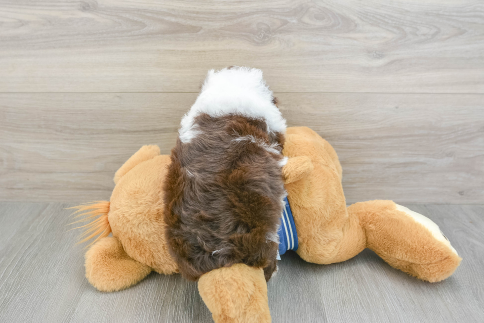 Playful Mini Aussiepoodle Poodle Mix Puppy