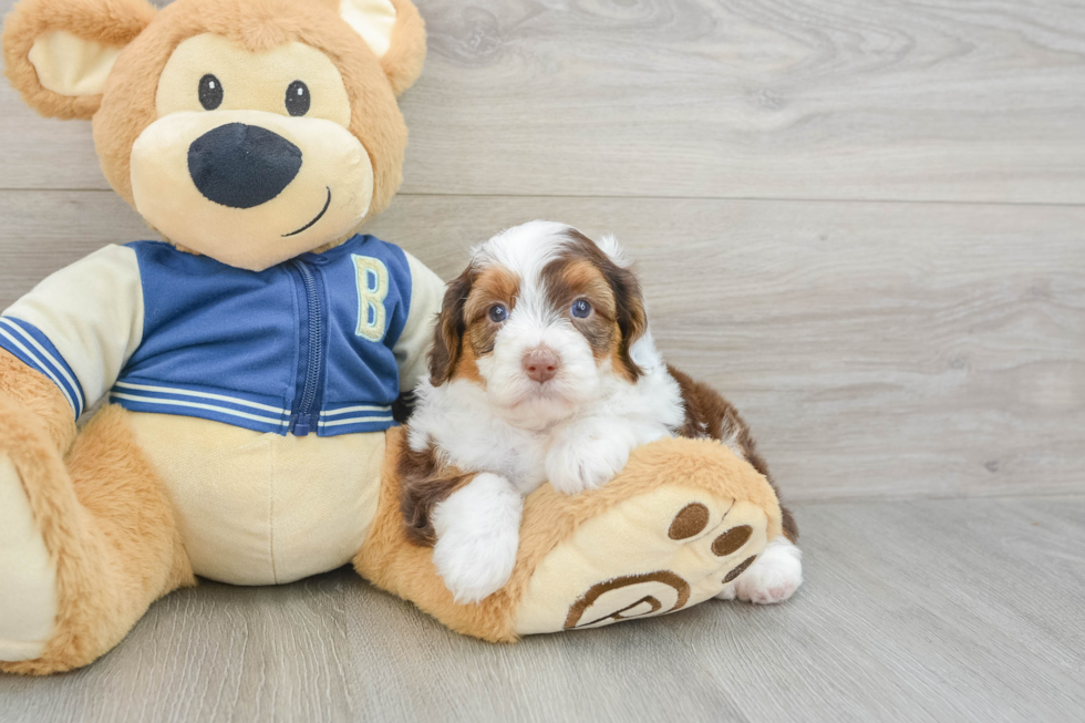 Petite Mini Aussiedoodle Poodle Mix Pup