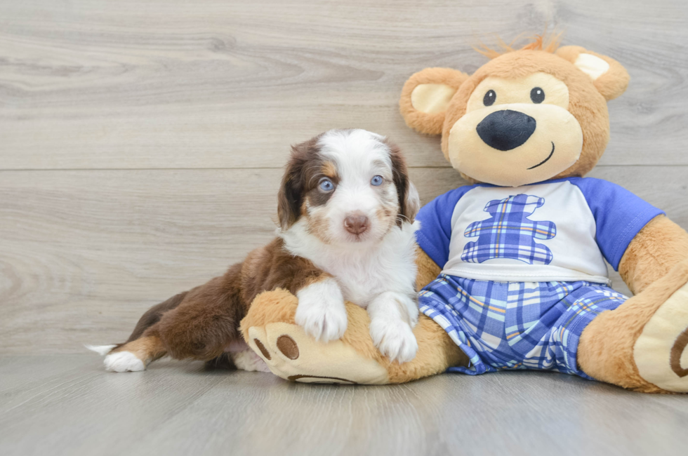 7 week old Mini Aussiedoodle Puppy For Sale - Puppy Love PR