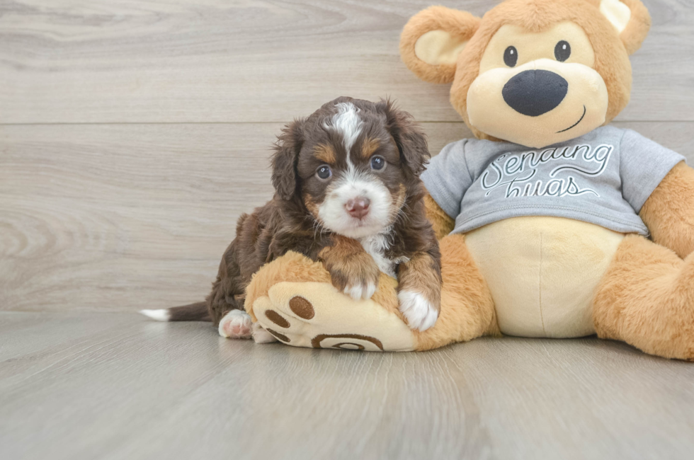5 week old Mini Aussiedoodle Puppy For Sale - Puppy Love PR