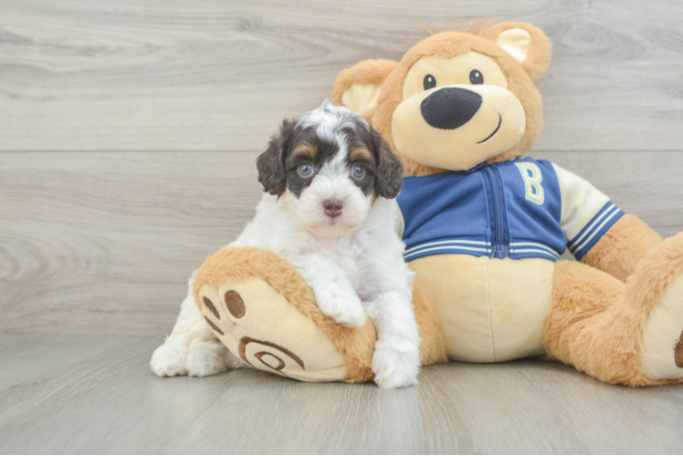 Mini Aussiedoodle Pup Being Cute