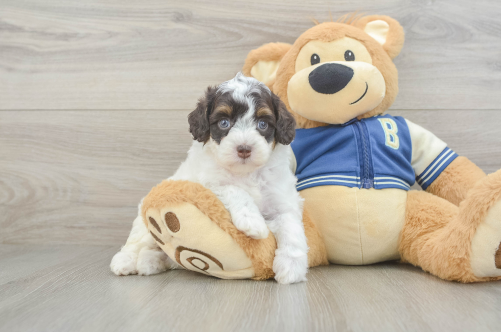 5 week old Mini Aussiedoodle Puppy For Sale - Puppy Love PR