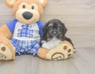 9 week old Mini Aussiedoodle Puppy For Sale - Puppy Love PR