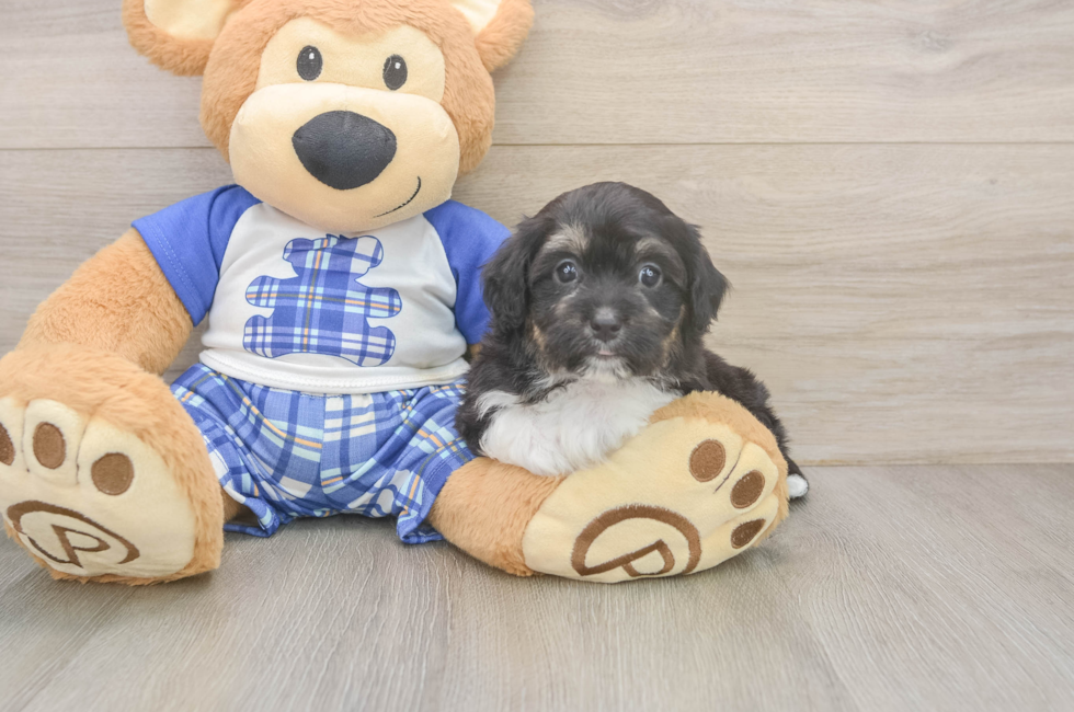 6 week old Mini Aussiedoodle Puppy For Sale - Puppy Love PR