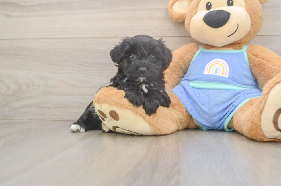5 week old Mini Aussiedoodle Puppy For Sale - Puppy Love PR