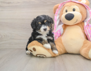 7 week old Mini Aussiedoodle Puppy For Sale - Puppy Love PR