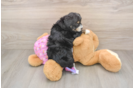 Best Mini Aussiedoodle Baby