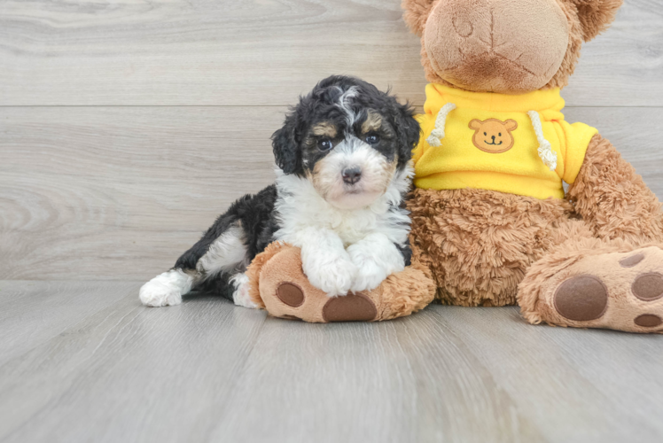 Meet Hova - our Mini Aussiedoodle Puppy Photo 1/3 - Puppy Love PR Best Mini Aussiedoodle Baby