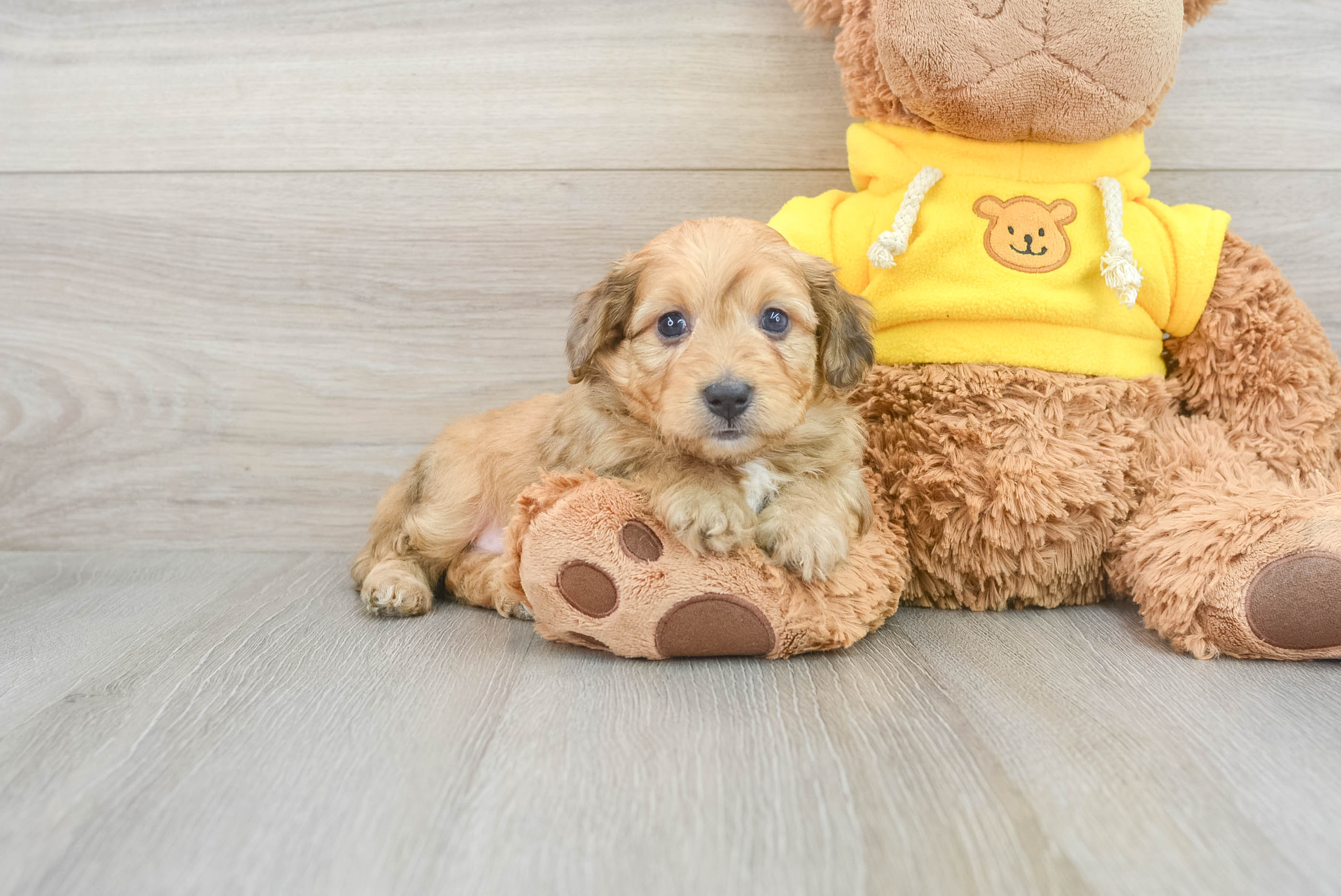 Cute Mini Aussiedoodle Hova: 4lb 13oz Doodle Puppy