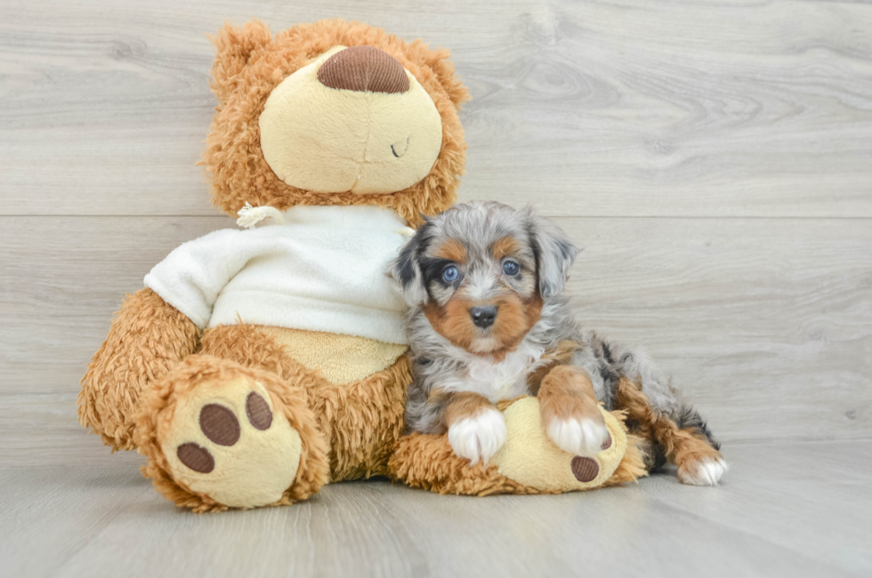 6 week old Mini Aussiedoodle Puppy For Sale - Puppy Love PR