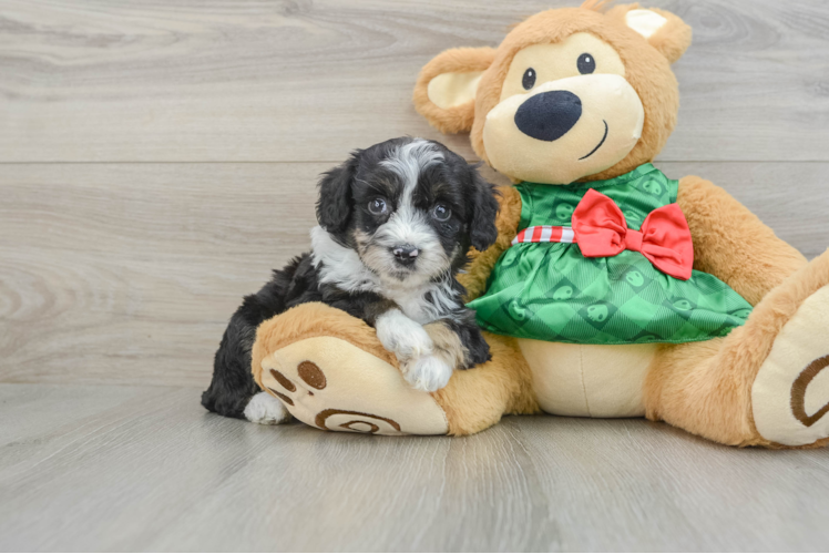 Meet Hova - our Mini Aussiedoodle Puppy Photo 1/3 - Puppy Love PR Mini Aussiedoodle Pup Being Cute
