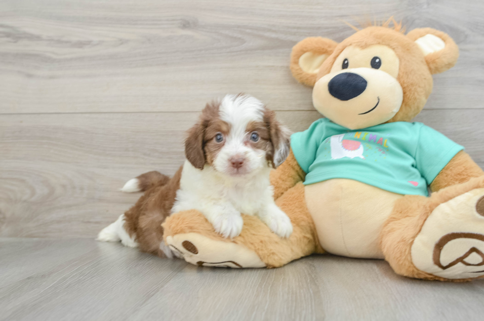 8 week old Mini Aussiedoodle Puppy For Sale - Puppy Love PR