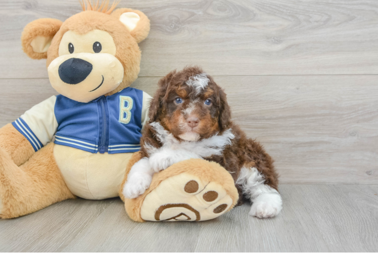Mini Aussiedoodle Puppy for Adoption