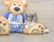 9 week old Mini Aussiedoodle Puppy For Sale - Puppy Love PR