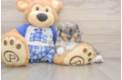 Energetic Aussie Poo Poodle Mix Puppy