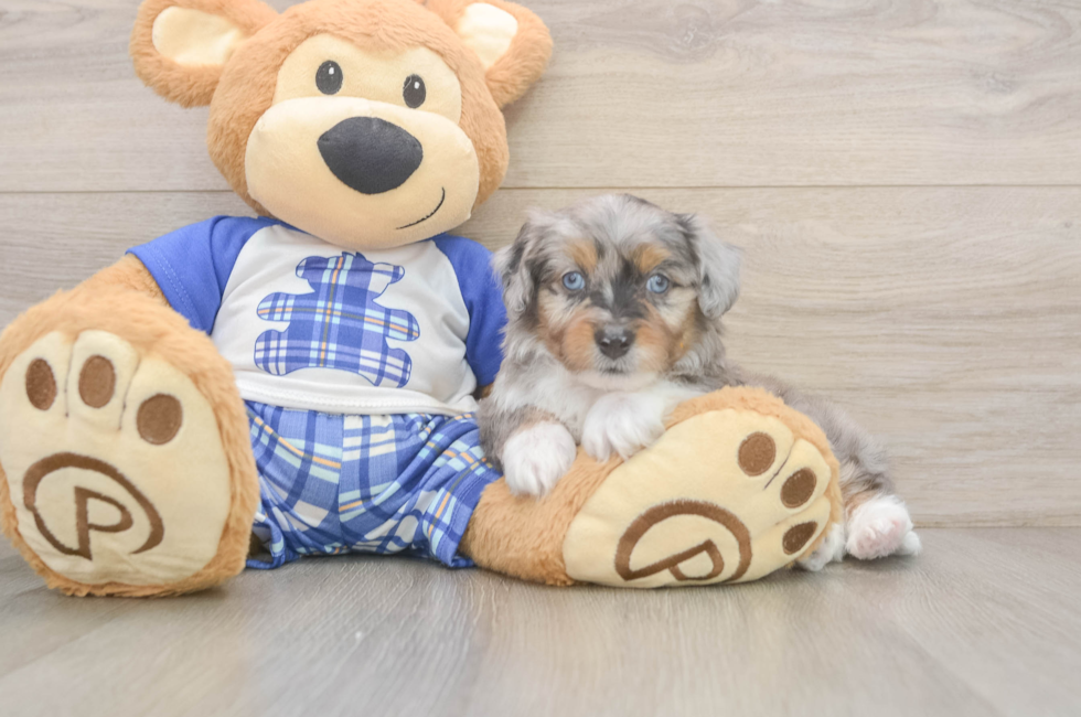 6 week old Mini Aussiedoodle Puppy For Sale - Puppy Love PR