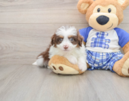 7 week old Mini Aussiedoodle Puppy For Sale - Puppy Love PR