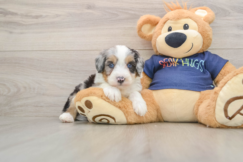 Mini Aussiedoodle Pup Being Cute
