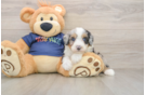 Mini Aussiedoodle Puppy for Adoption