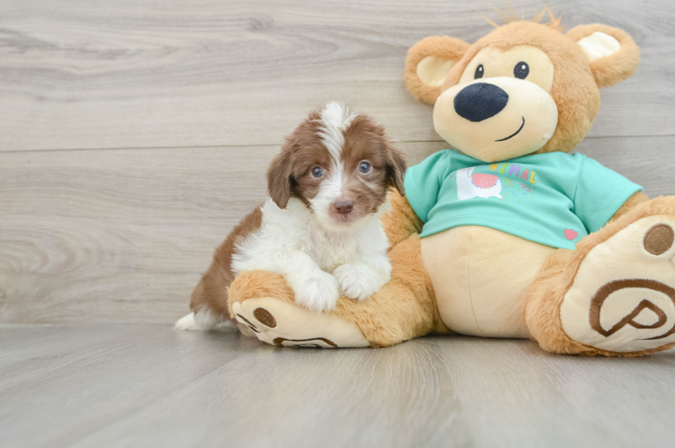 8 week old Mini Aussiedoodle Puppy For Sale - Puppy Love PR