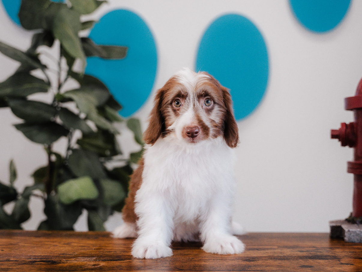 Mini Aussiedoodle Puppy for Adoption