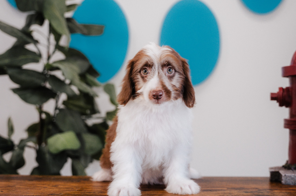 10 week old Mini Aussiedoodle Puppy For Sale - Puppy Love PR