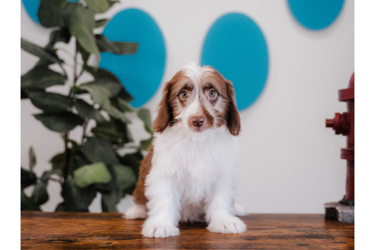 Meet Howard - our Mini Aussiedoodle Puppy Photo 1/4 - Puppy Love PR Mini Aussiedoodle Puppy for Adoption