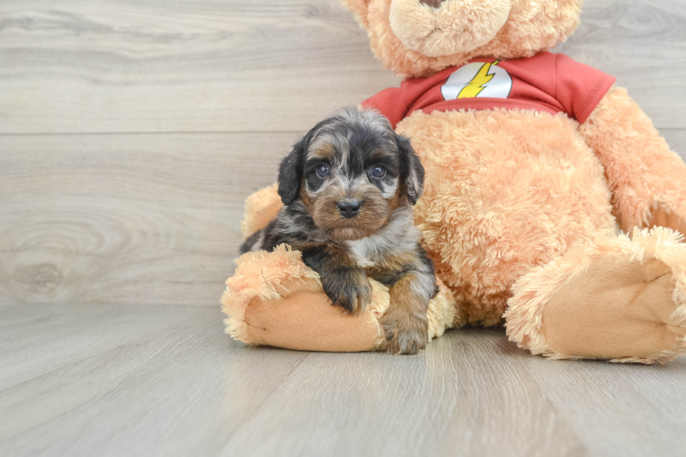 Mini Aussiedoodle Pup Being Cute