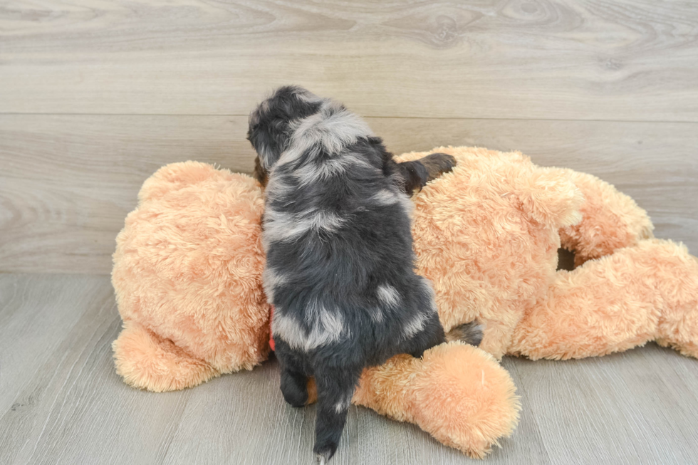 Mini Aussiedoodle Pup Being Cute