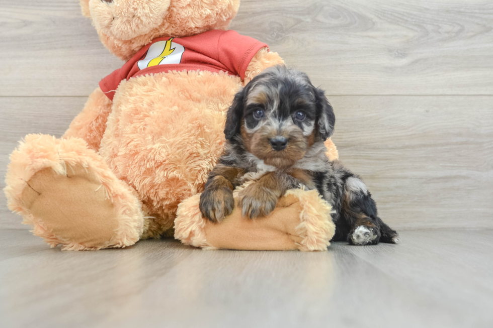 Mini Aussiedoodle Puppy for Adoption