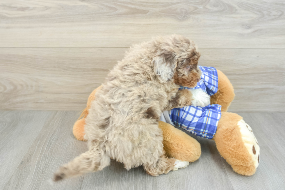 Petite Mini Aussiedoodle Poodle Mix Pup