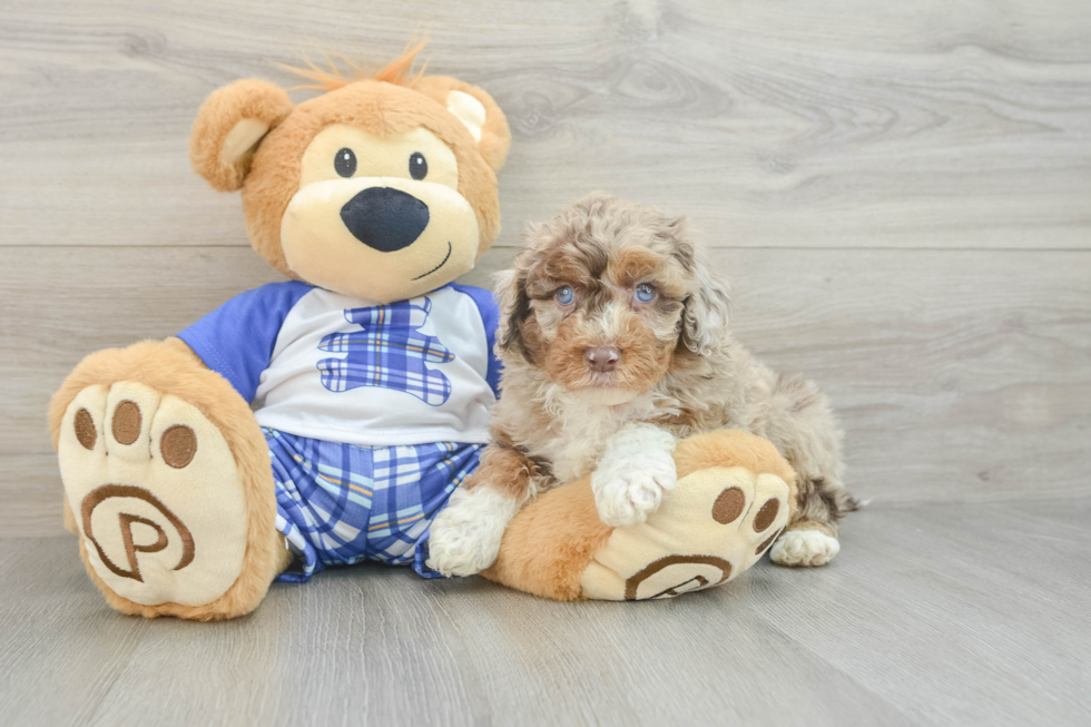 Best Mini Aussiedoodle Baby