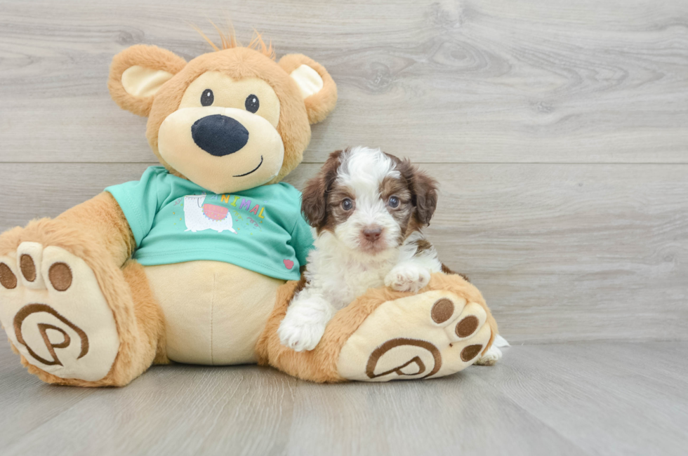 8 week old Mini Aussiedoodle Puppy For Sale - Puppy Love PR