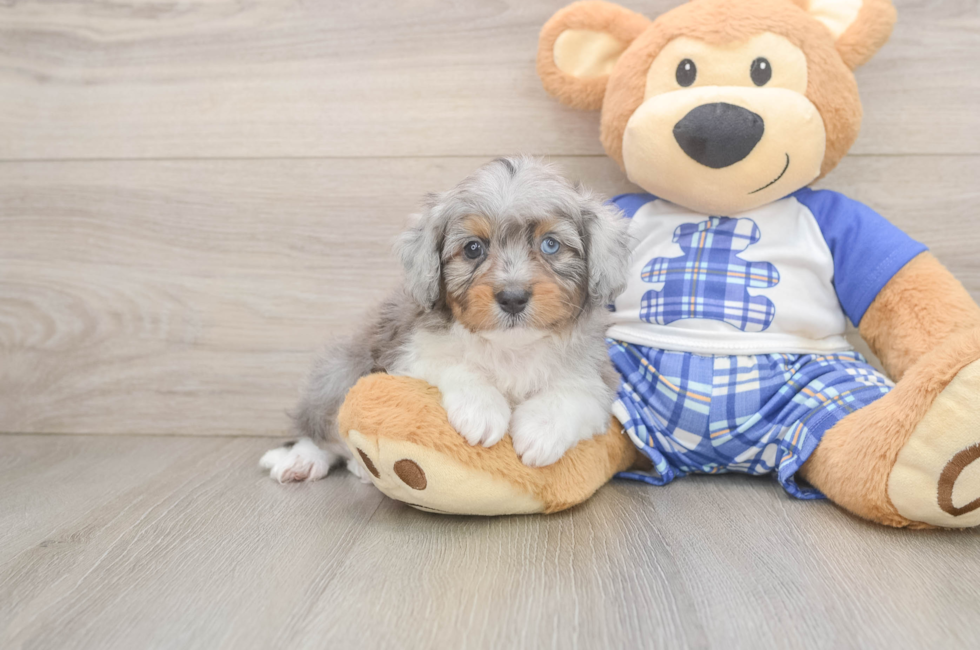 6 week old Mini Aussiedoodle Puppy For Sale - Puppy Love PR