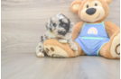 Best Mini Aussiedoodle Baby