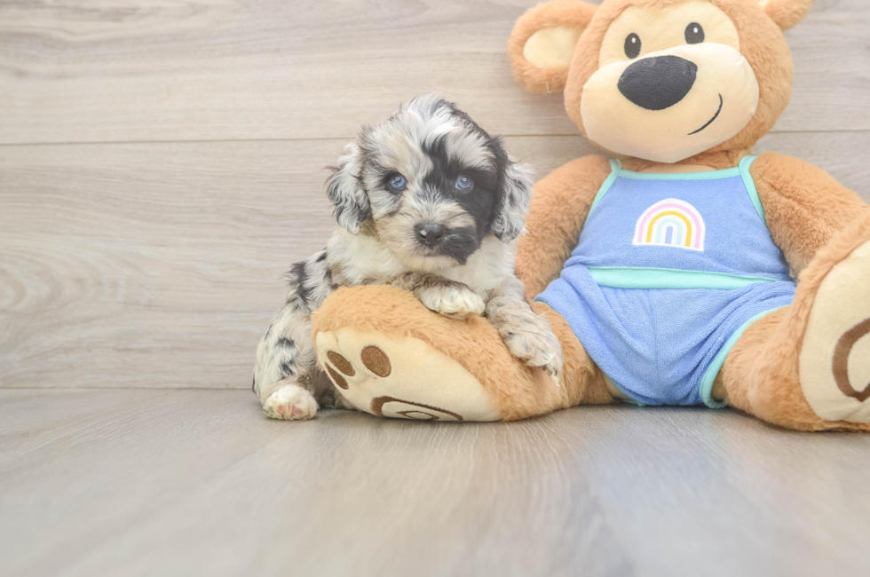 5 week old Mini Aussiedoodle Puppy For Sale - Puppy Love PR