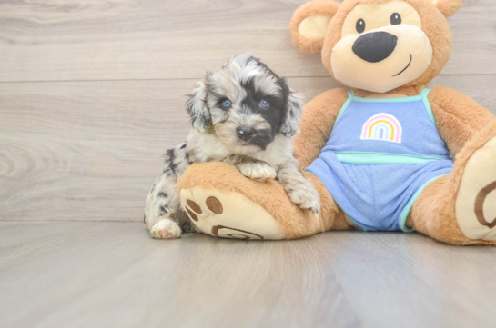 Best Mini Aussiedoodle Baby