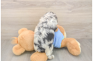 Mini Aussiedoodle Pup Being Cute