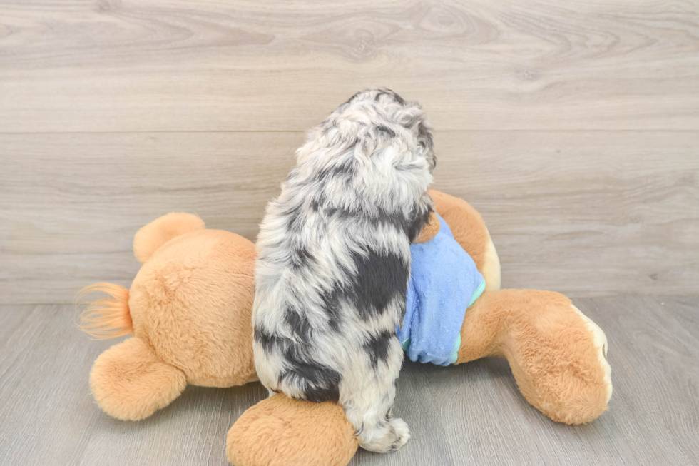 Mini Aussiedoodle Pup Being Cute