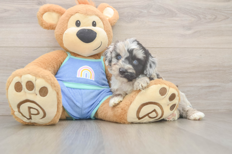 Mini Aussiedoodle Pup Being Cute