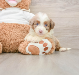8 week old Mini Aussiedoodle Puppy For Sale - Puppy Love PR