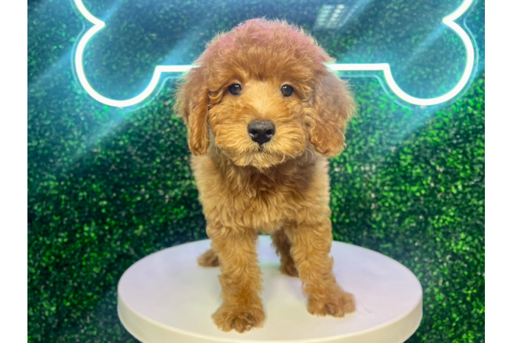Cute Mini Aussiedoodle Baby