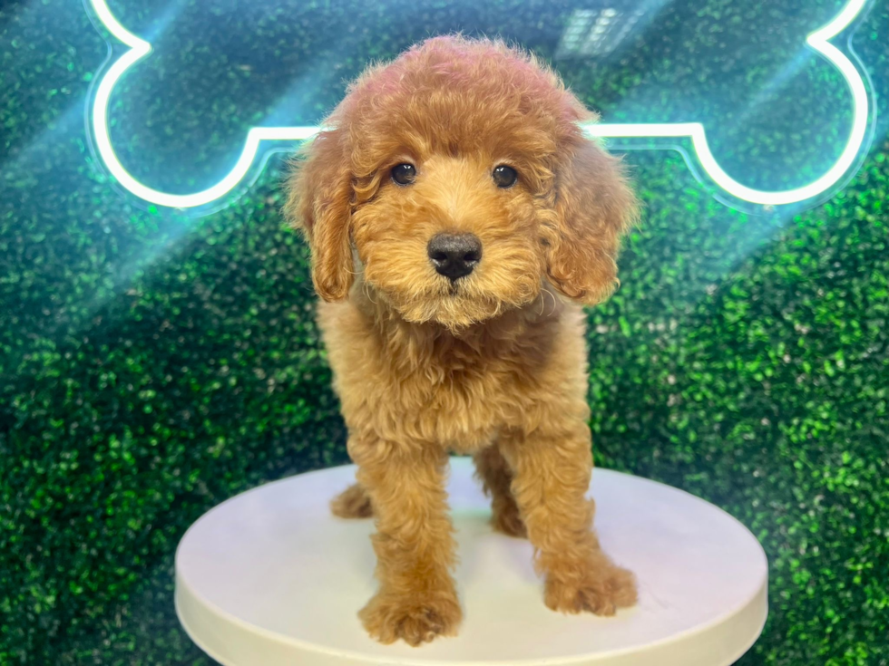 Cute Mini Aussiedoodle Baby